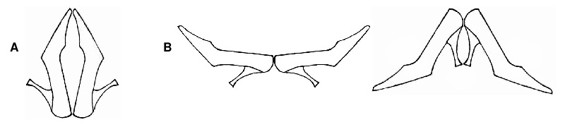 (illustration symétrie-asymétrie - AlainMadec.com)